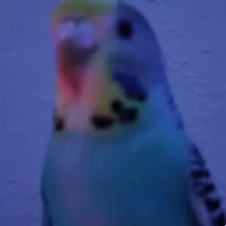 Стикер из набора "parrot🦜💕"