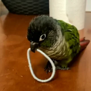 Стикер из набора "parrot🦜💕"