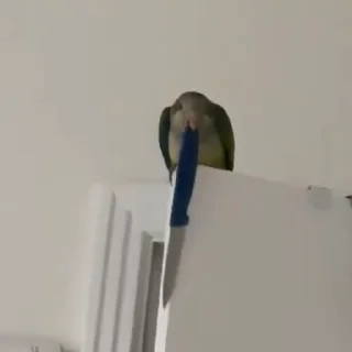 Стикер из набора "parrot🦜💕"