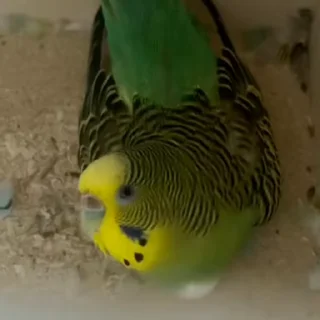 Стикер из набора "parrot🦜💕"