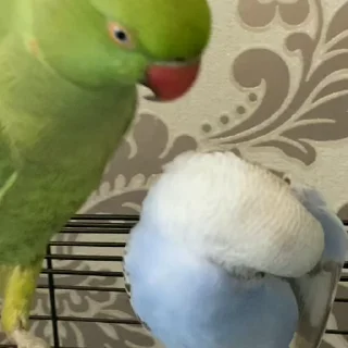 Стикер из набора "parrot🦜💕"