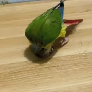 Стикер из набора "parrot🦜💕"