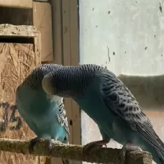 Стикер из набора "parrot🦜💕"