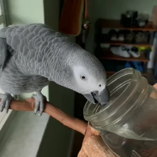 Стикер из набора "parrot🦜💕"