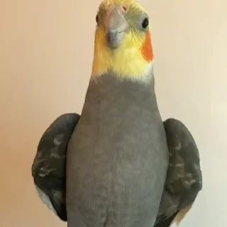 Стикер из набора "parrot🦜💕"