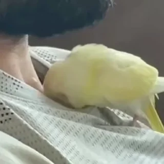 Стикер из набора "parrot🦜💕"