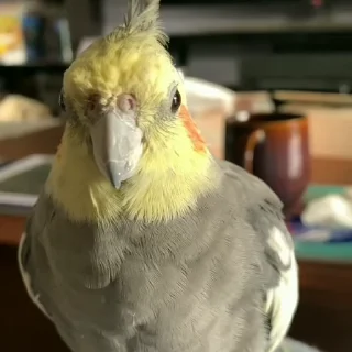 Стикер из набора "parrot🦜💕"