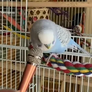 Стикер из набора "parrot🦜💕"