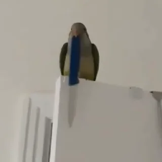 Стикер из набора "parrot🦜💕"