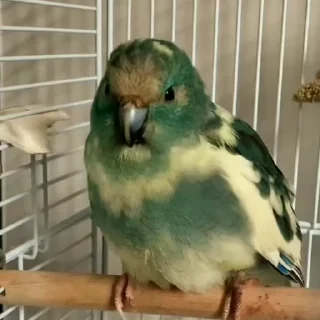 Стикер из набора "parrot🦜💕"