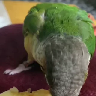 Стикер из набора "parrot🦜💕"