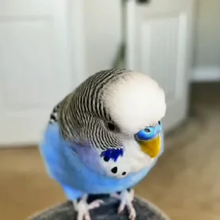 Стикер из набора "parrot🦜💕"