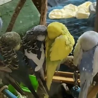 Стикер из набора "parrot🦜💕"