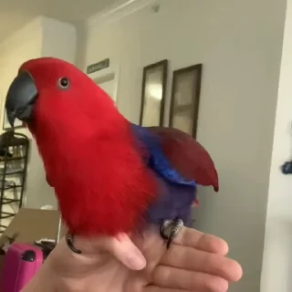 Стикер из набора "parrot🦜💕"