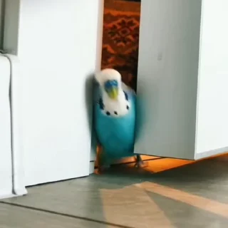 Стикер из набора "parrot🦜💕"