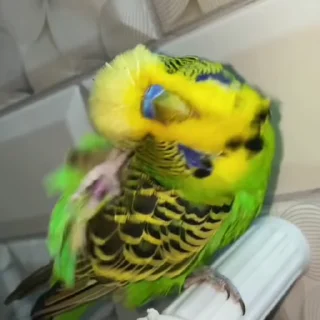 Стикер из набора "parrot🦜💕"