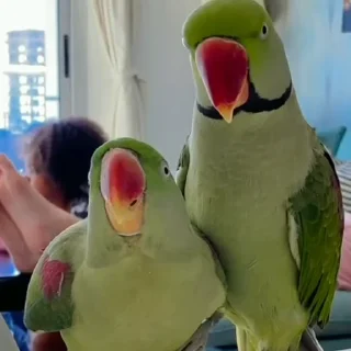 Стикер из набора "parrot🦜💕"