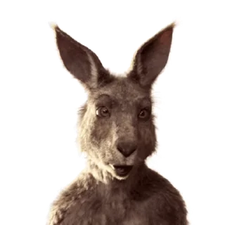 Sticker from the "Kangaroo for" sticker pack