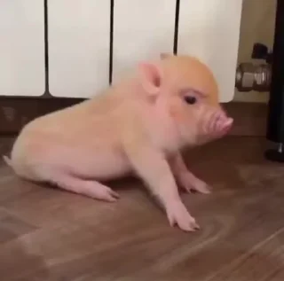 Стикер из набора "MINipig"