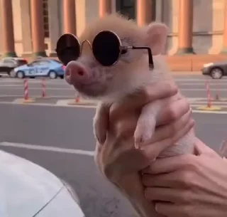 Стикер из набора "MINipig"