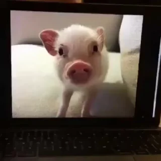 Стикер из набора "MINipig"