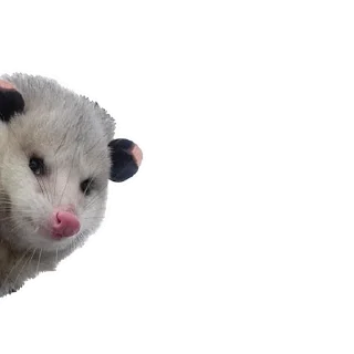 Telegram sticker pack "Opossum Coming"