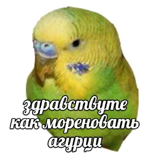 Telegram sticker pack "ПОДБОРКА МЕМОВ part 7"