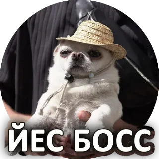 Telegram sticker pack "За мат извини"